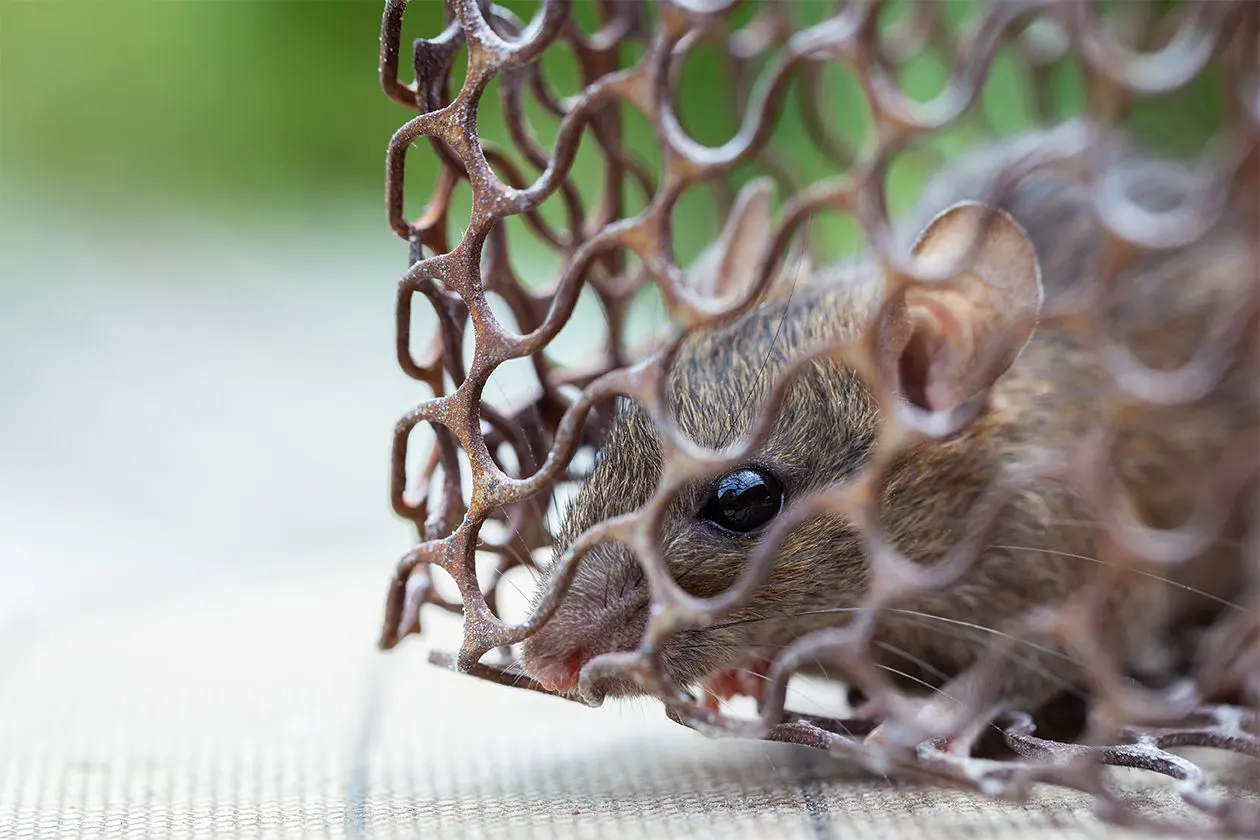 Comprehensive rodent control services hero