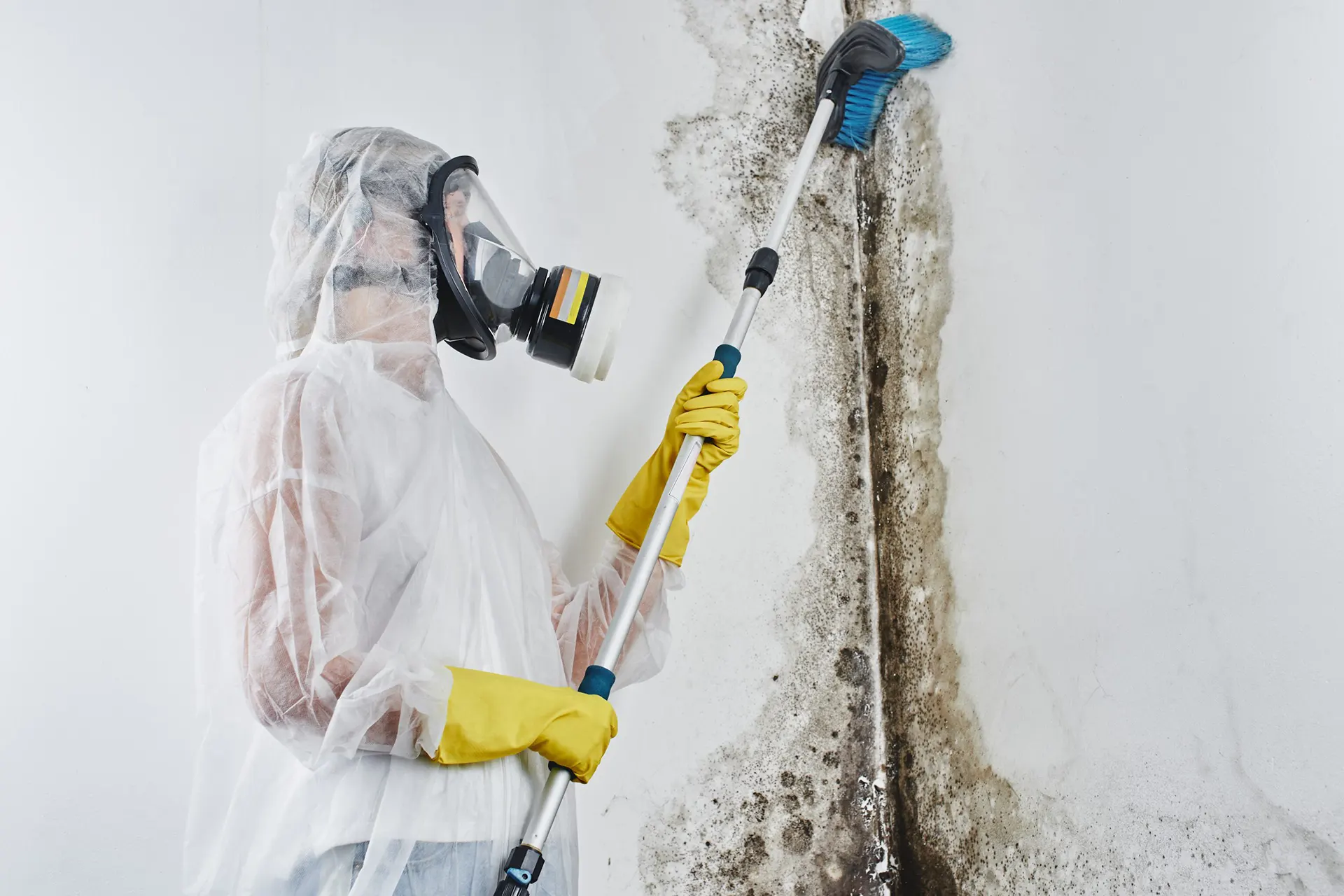 Gallery - Bay Area Professional mold remediation services
