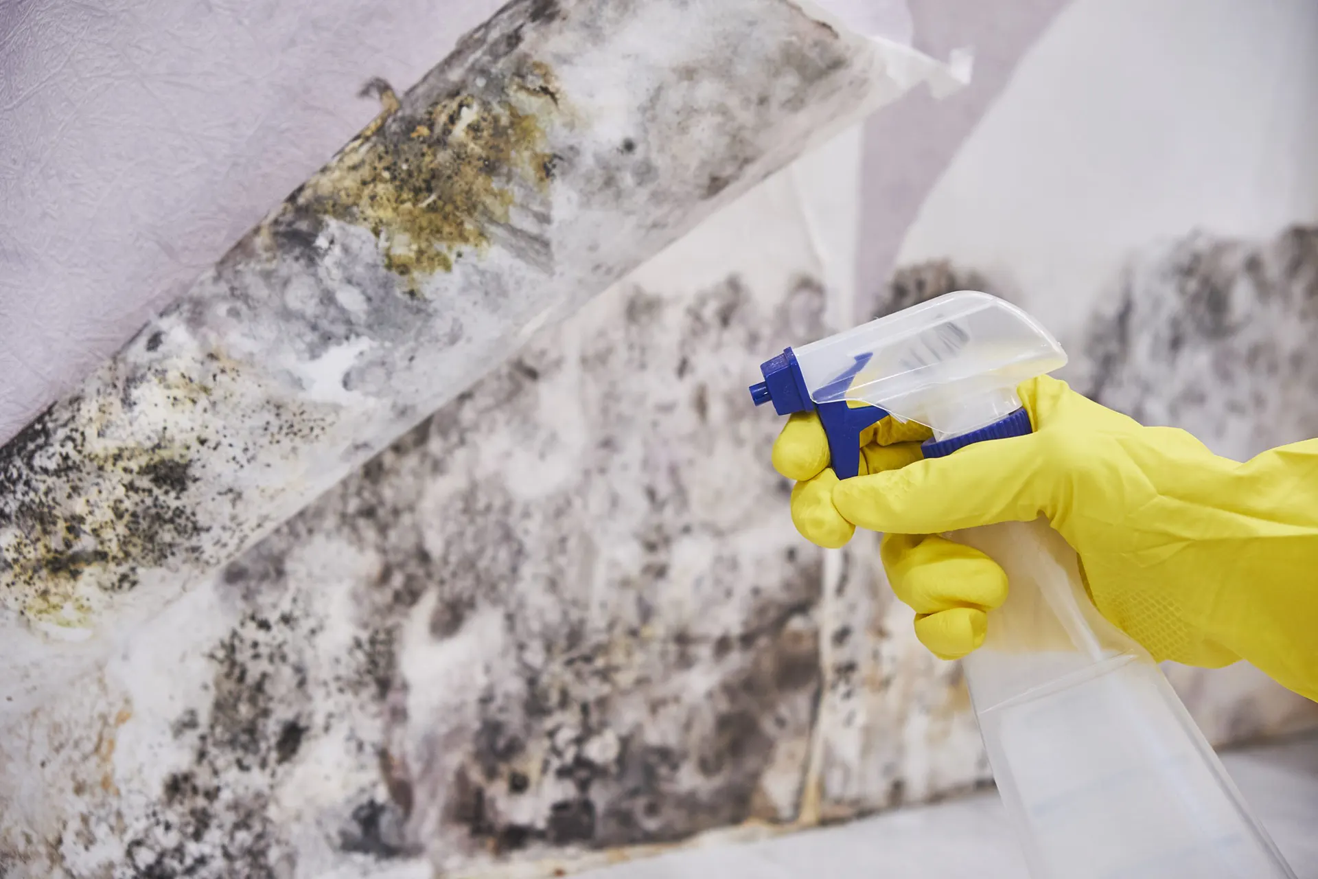 Gallery - Professional mold remediation services